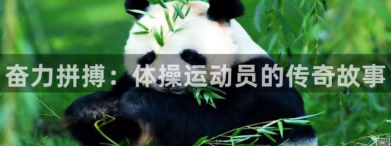 熊猫体育直播：奋力拼搏：体操运动员的传奇故事
